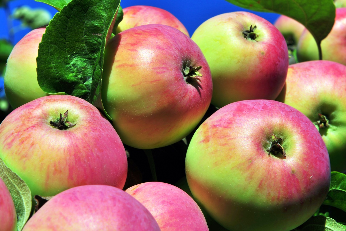 Яблоки - Depositphotos Яблоки - Depositphotos