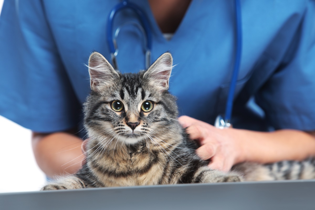 Ветеринар и кот - Depositphotos Ветеринар и кот - Depositphotos