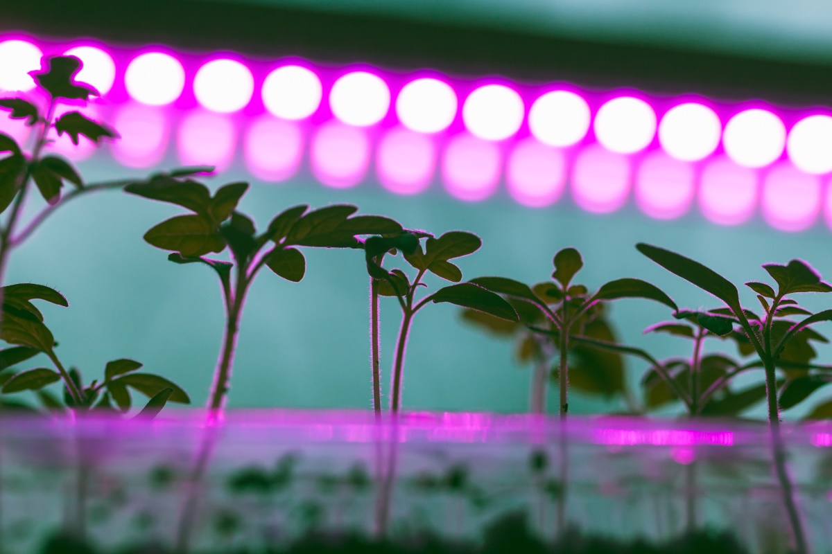 Выращивание овощей дома - Depositphotos