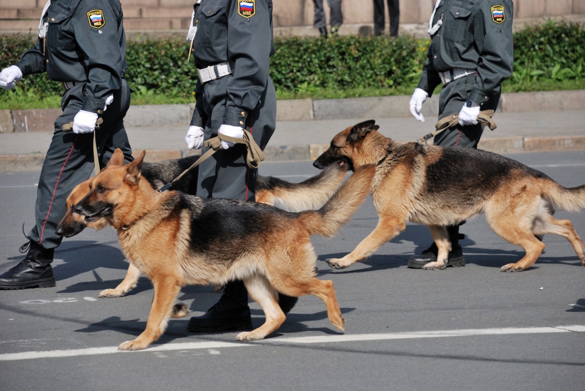 Полиция с собаками - Depositphotos