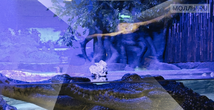 «Крокус Сити Океанариум» открывается в Москве