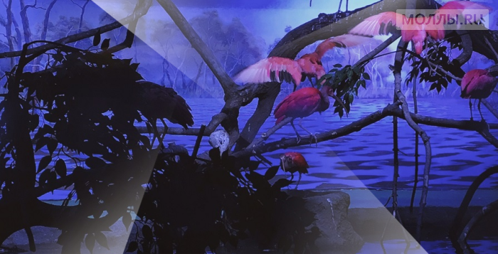 «Крокус Сити Океанариум» открывается в Москве